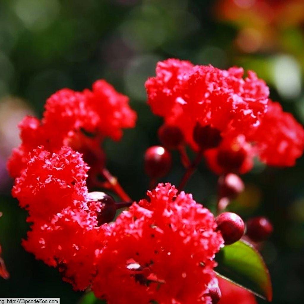 Lagerstroemia indica 'Whit IV' ~ Red Rocket® Crape Myrtle