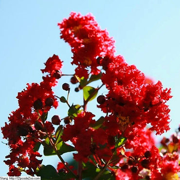 Lagerstroemia indica 'Whit II' PP0296 ~ Dynamite® Crape Myrtle