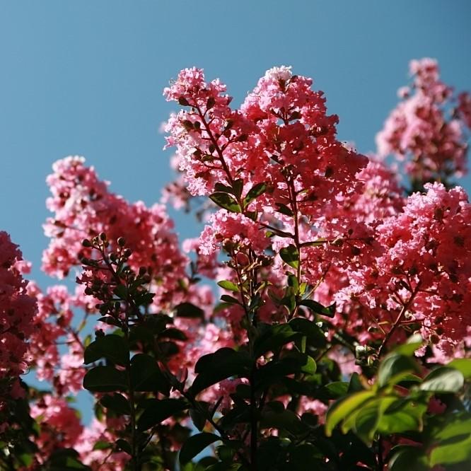 Lagerstroemia indica 'Sioux' ~ Sioux Crape Myrtle