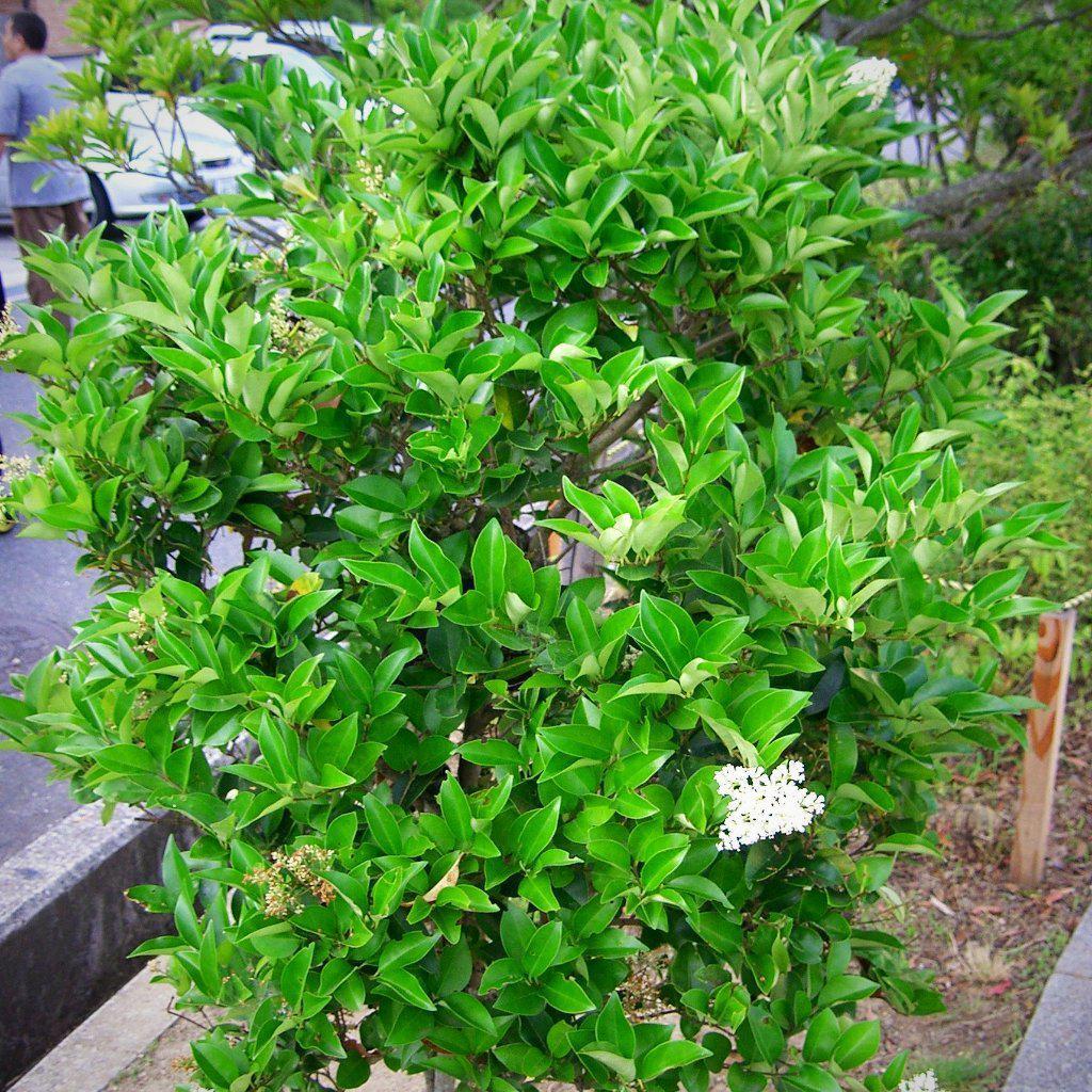 Ligustrum japonicum ~ Japanese Privet