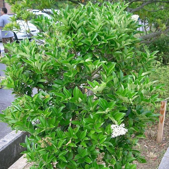 Ligustrum japonicum 'Texanum' ~ Waxleaf Ligustrum