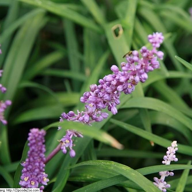 Liriope muscari 'Royal Purple' ~ Royal Purple Lilyturf