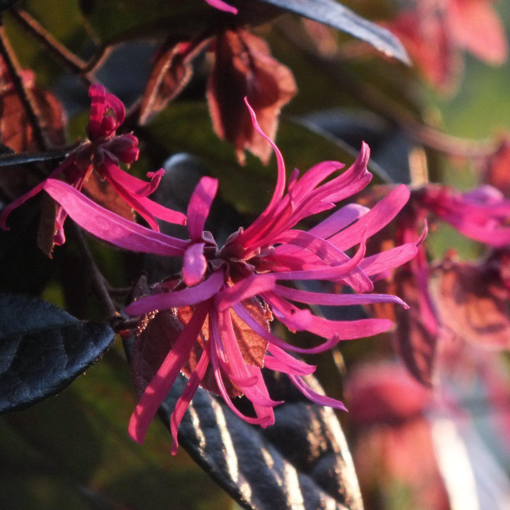 Loropetalum chinense f. rubrum ‘Carolina Midnight’ ~ Carolina Midnight Fringe Flower