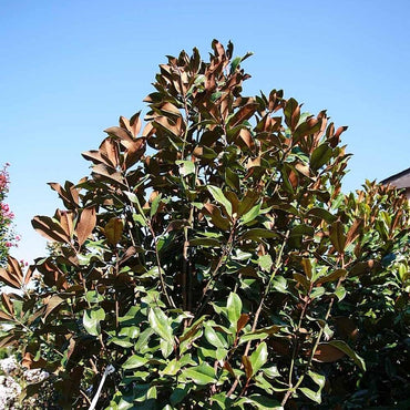 Magnolia grandiflora 'Bracken's Brown Beauty' ~ Bracken's Brown Beauty Southern Magnolia