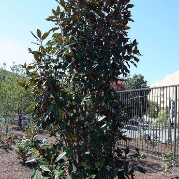 Magnolia grandiflora 'Kay Parris' ~ Kay Parris Magnolia