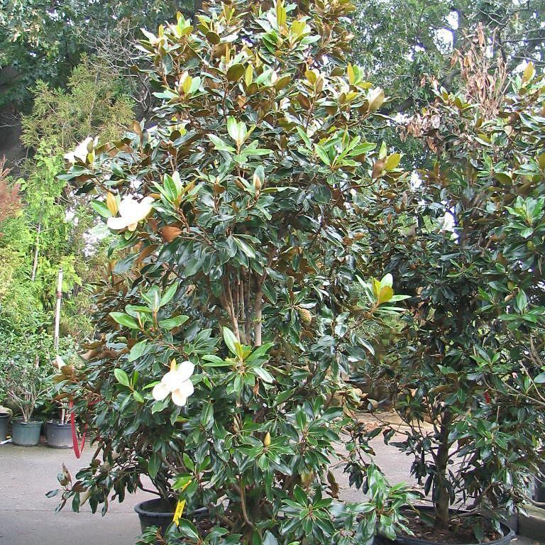 Magnolia grandiflora 'Little Gem' ~ Little Gem Magnolia