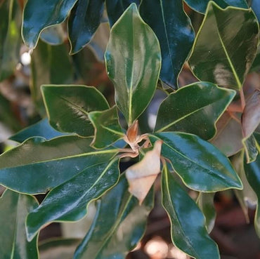 Magnolia grandiflora 'Little Gem' ~ Little Gem Magnolia