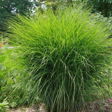 Miscanthus sinensis 'Gracillimus' ~ Maiden Grass