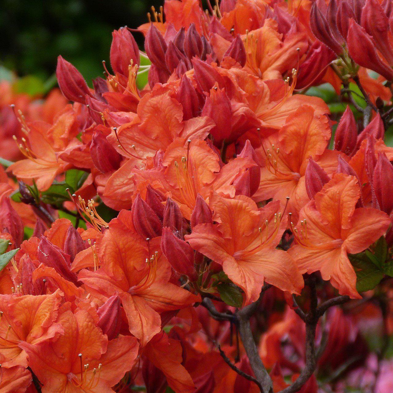 Rhododendron x austrinum 'Mooshatanio'' ~ Mooshatanio Native Azalea