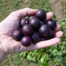 Vitis rotundifolia 'Nesbitt' ~ Nesbitt Muscadine Grape, Black Self Fertile