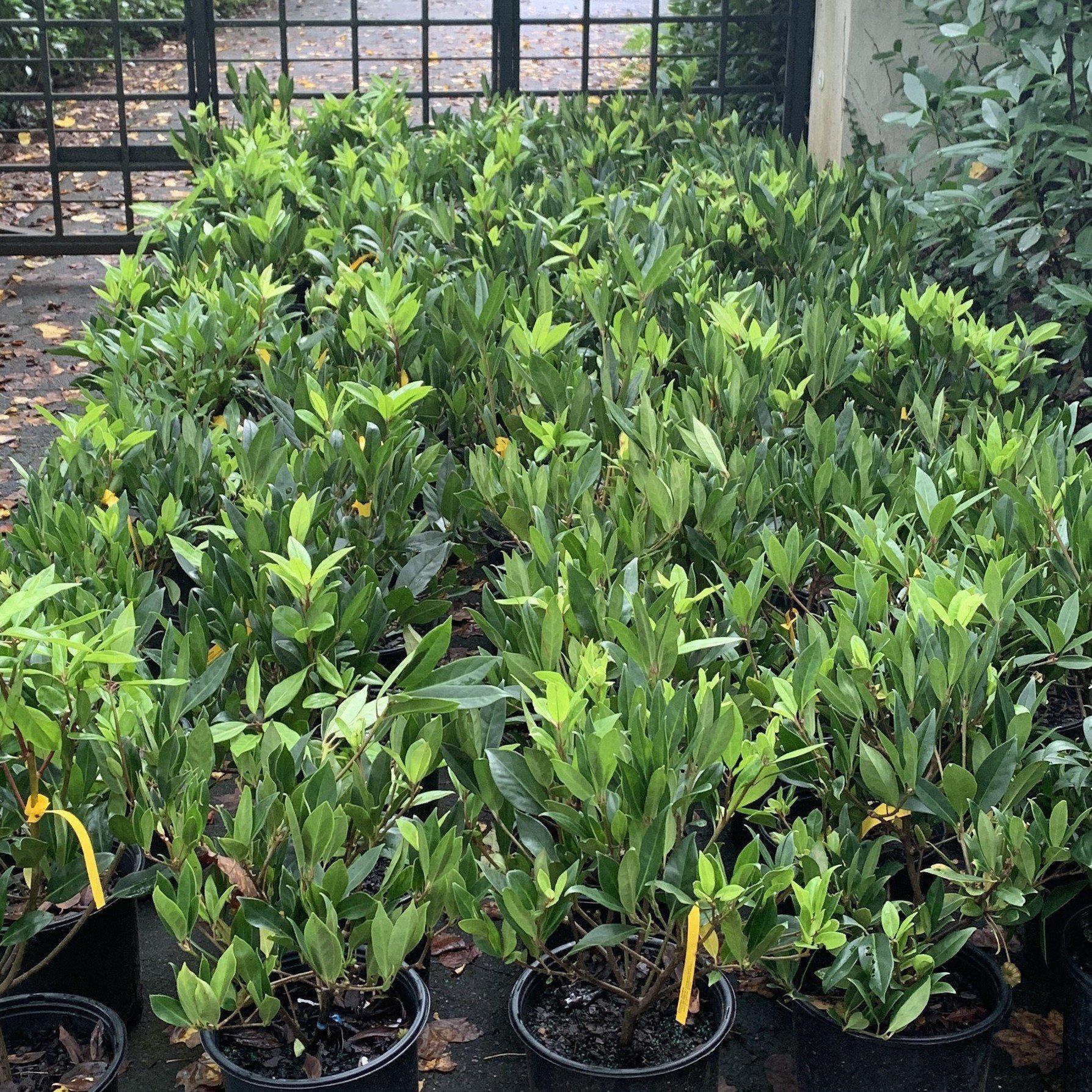 Illicium floridanum ~ Florida Anise