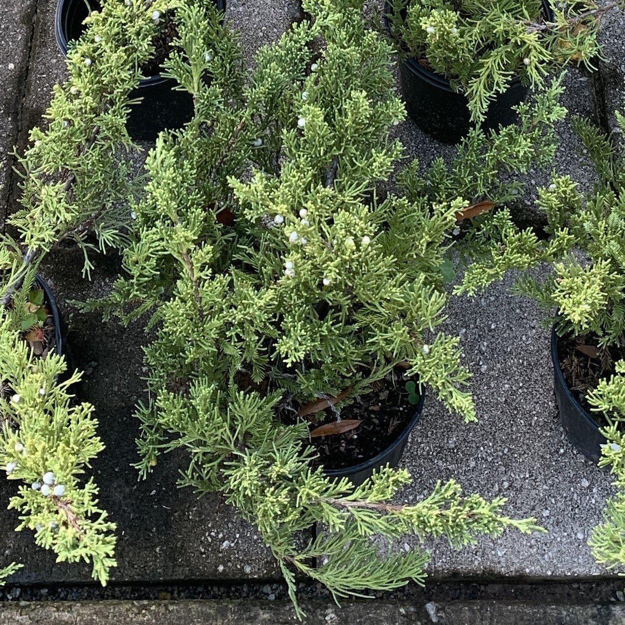 Juniperus squamata expansa 'Parsonii' ~ Parson's Juniper