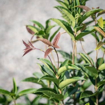 Osmanthus fragrans ~ Fragrant Tea Olive, Sweet Olive