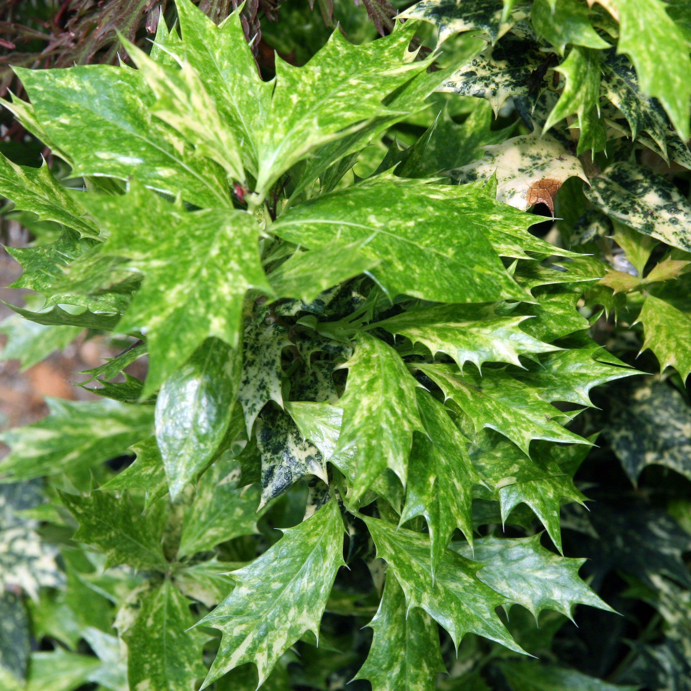 Osmanthus heterophyllus 'Goshiki' ~ Goshiki False Holly