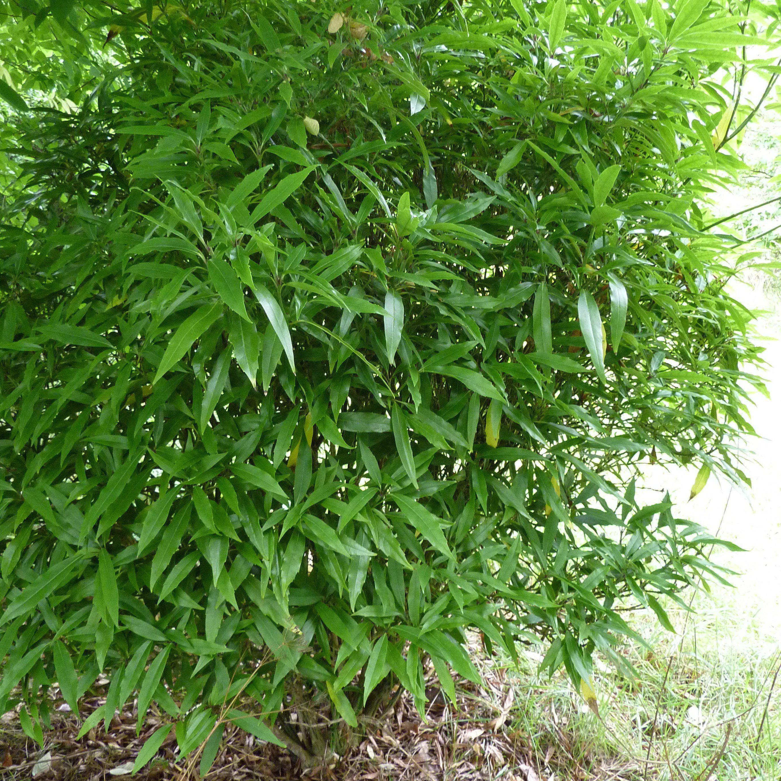 Aucuba japonica ‘Green’ ~ Green Aucuba