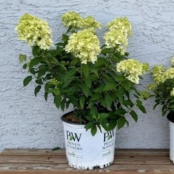 Hydrangea paniculata 'Limelight' ~ Proven Winners® Limelight® Hydrangea