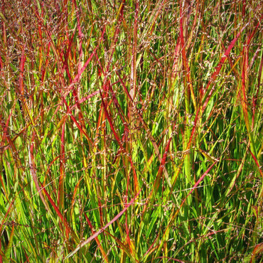 Panicum virgatum 'Shenandoah' ~ Shenandoah Switch Grass