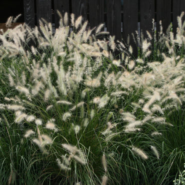 Pennisetum alopecuroides 'Cassian'  ~ Cassian Fountain Grass