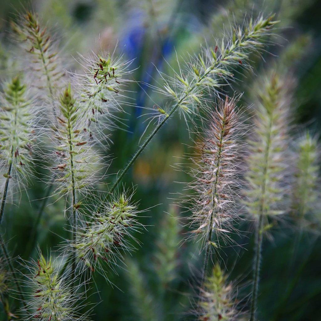 Pennisetum alopecuroides 'Little Bunny' ~ Little Bunny Fountain Grass