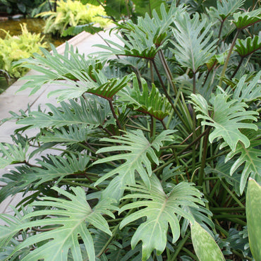 Philodendron xanadu ~ Winterbourn Philodendron