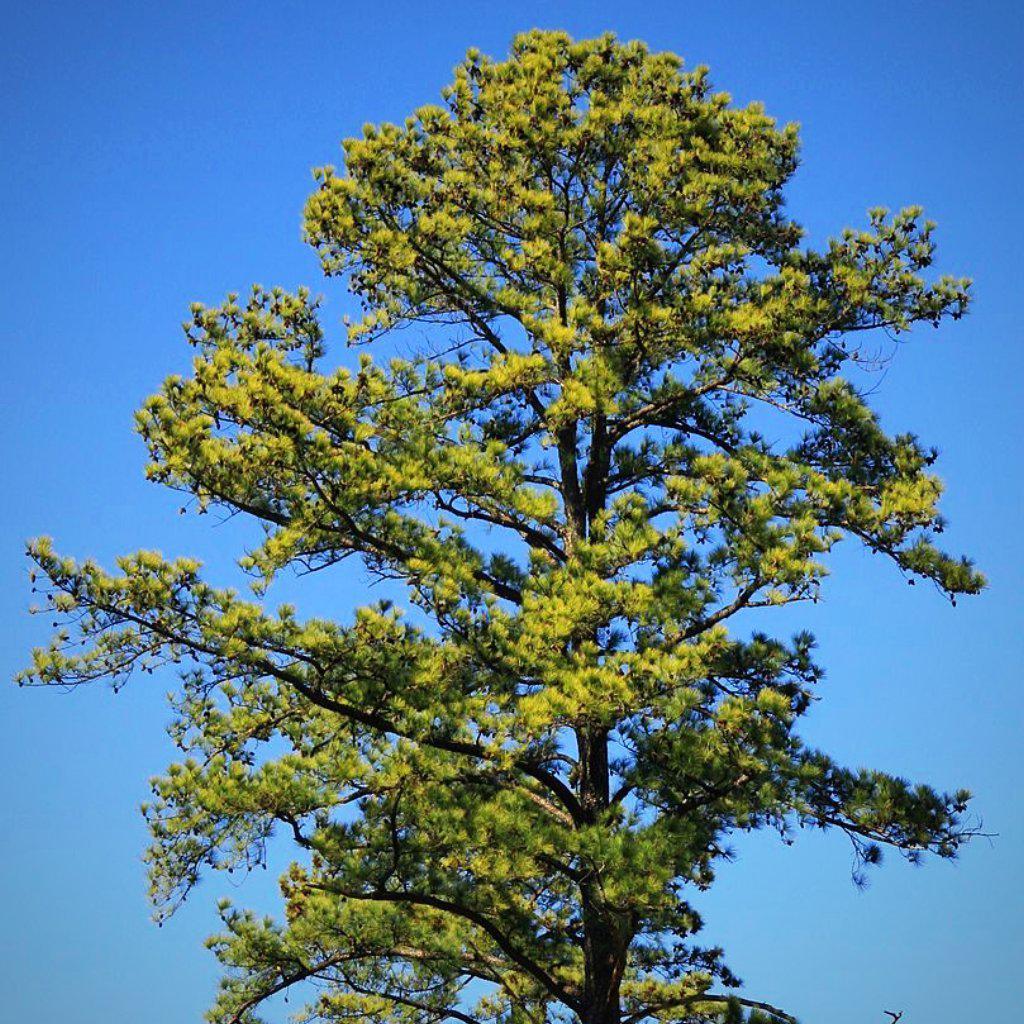 Pinus taeda ~ Loblolly Pine