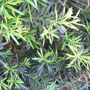 Podocarpus macrophyllus 'Maki' ~ Maki Shrubby Yew Podocarpus