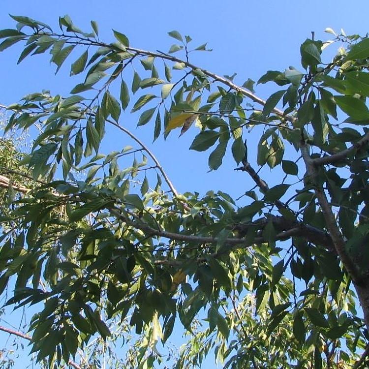 Prunus subhirtella var. pendula ~ Double Weeping Higan Cherry