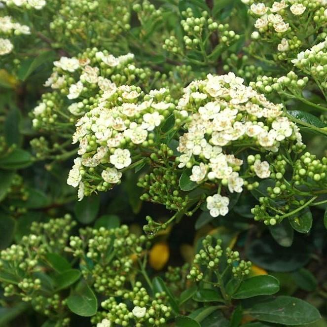 Pyracantha x 'Mohave' ~ Mohave Firethorn Shrub