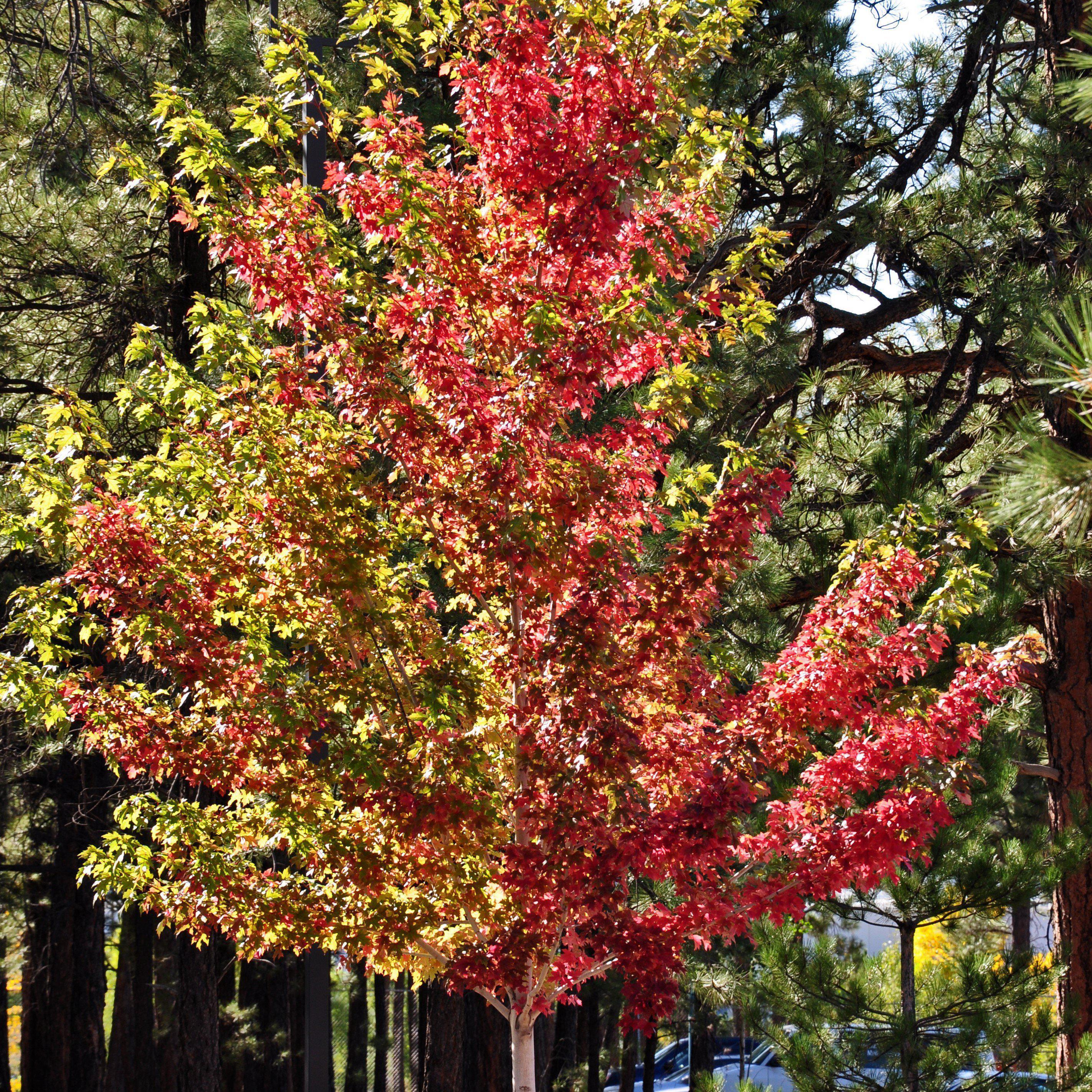 Acer x freemanii 'Jeffersred' ~ Autumn Blaze Freeman Red Maple