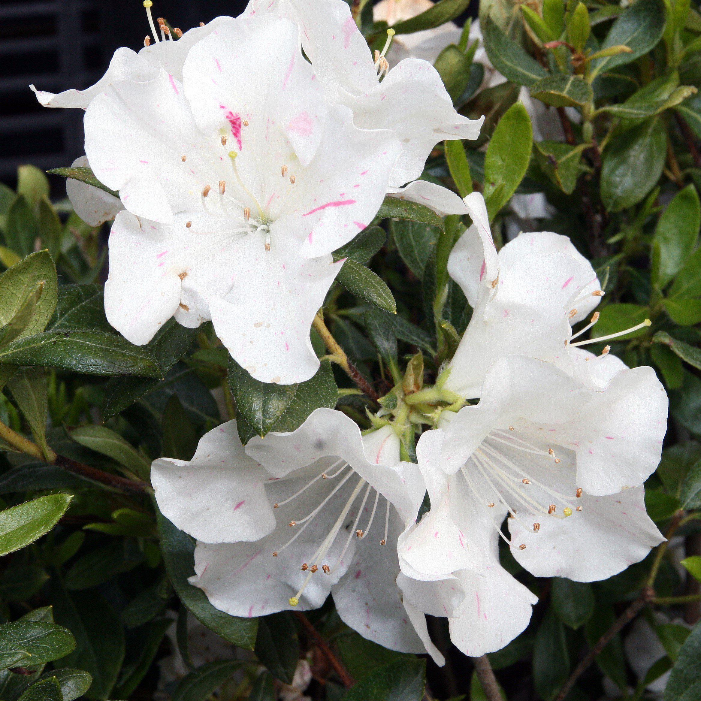 Rhododendron ‘Roblem’ ~ Encore® Autumn Starlite™ Azalea