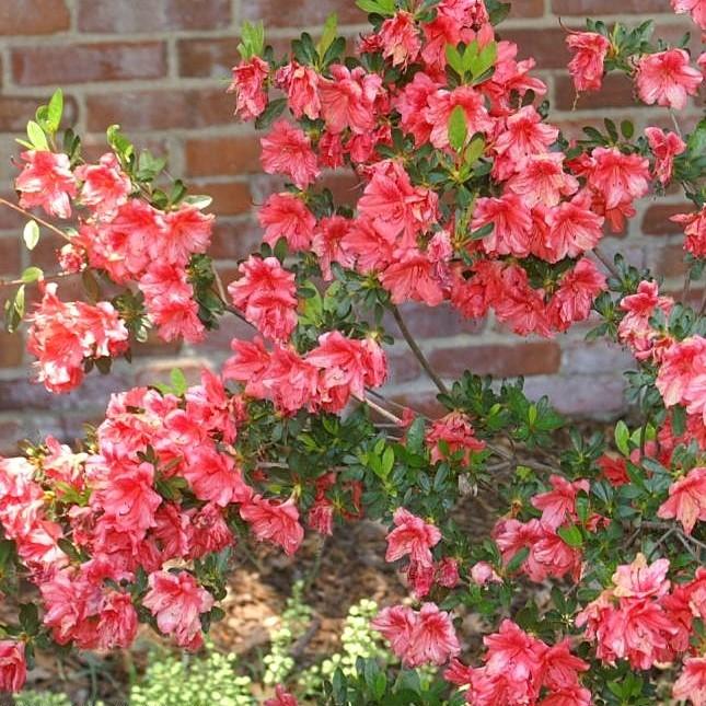 Rhododendron x 'Fashion' ~ Fashion Azalea