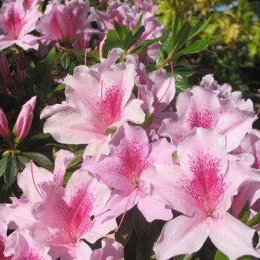 Rhododendron 'George L. Taber' ~ George Taber Azalea