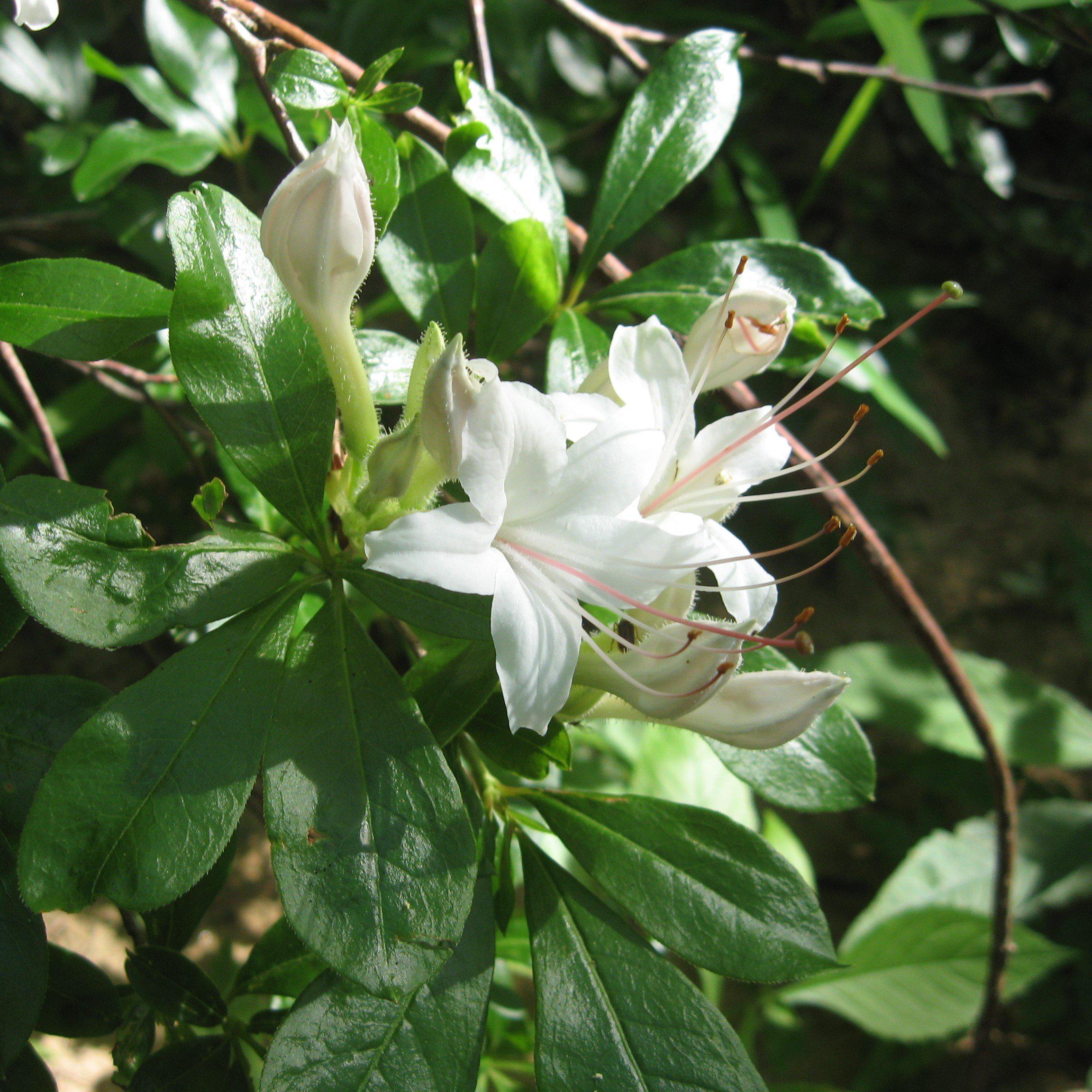 Rhododendron 'Weston's Innocence' ~ Weston's Innocence Native Azalea