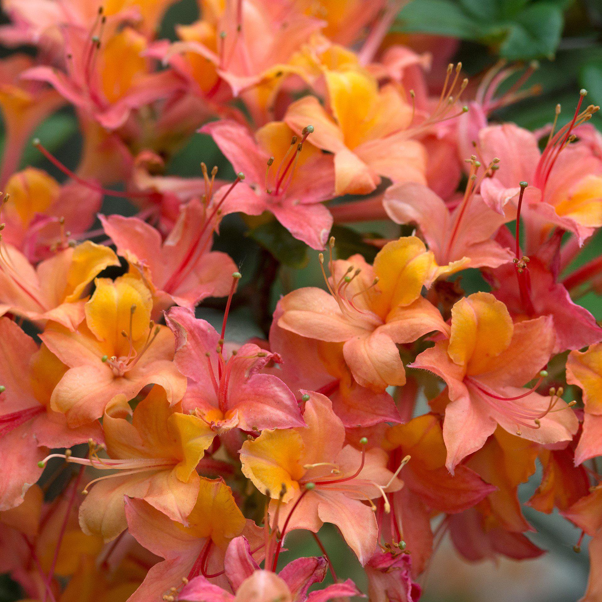 Rhododendron ‘QbackA’ PP27082 ~ Azalea Sunbow® Solar Glow