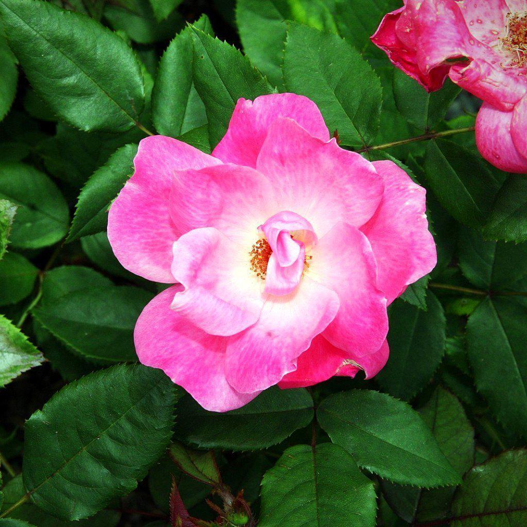 Rosa ‘Radcon’ PP#15,070  ~ Pink Knock Out® Rose