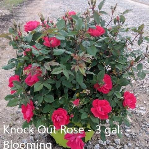 Rosa x 'Radrazz' ~ Knock Out® Shrub Rose, Red