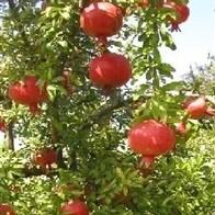 Punica granatum 'Russian 26' ~ Russian Pomegranate
