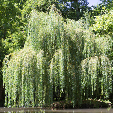 Salix babylonica ~ Weeping Willow