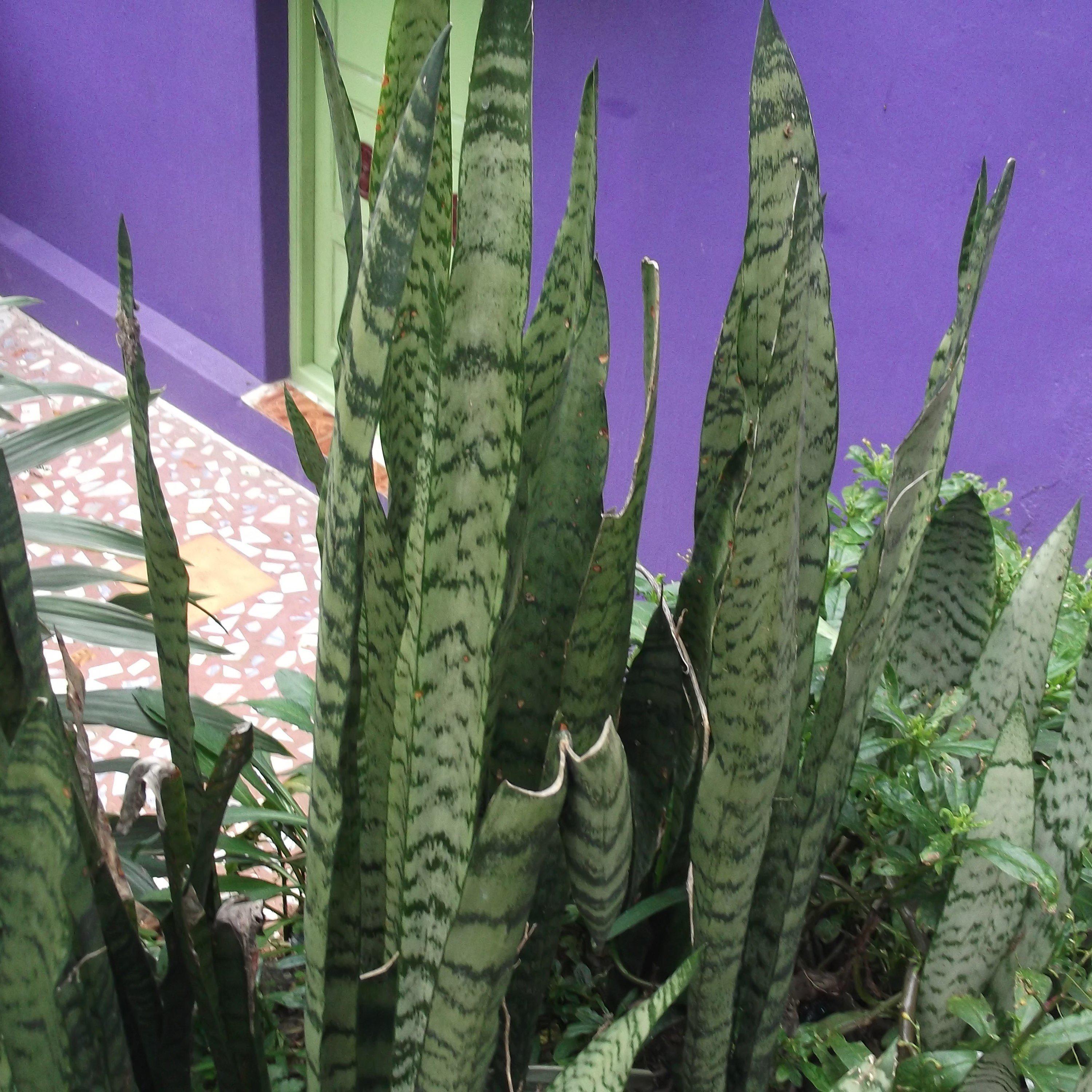 Sansevieria ‘Wintergreen’ ~ Wintergreen Snake Plant