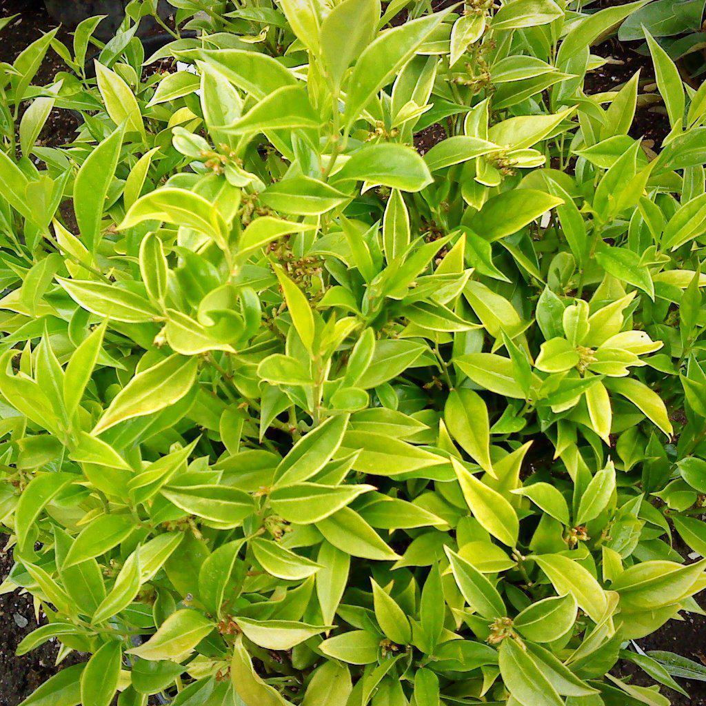 Sarcococca orientalis ~ Chinese Sweetbox