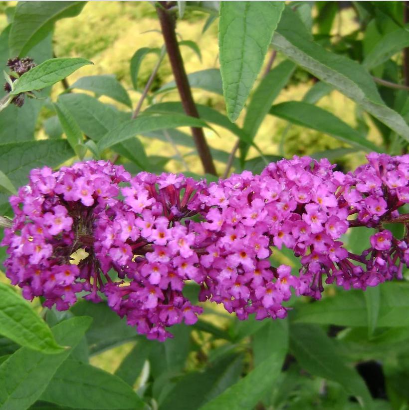 Buddleia davidii ‘Podaras 13’ ~ Flutterby Petite® Tutti Fruitti Butterfly Bush