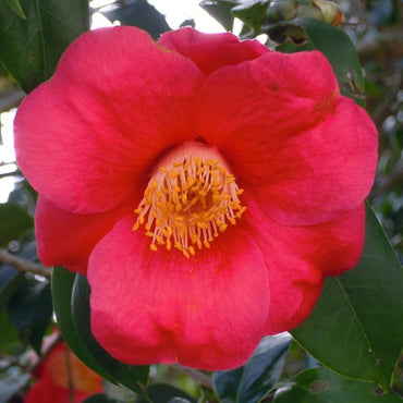 Camellia japonica 'Gunsmoke' ~ Gunsmoke Camellia