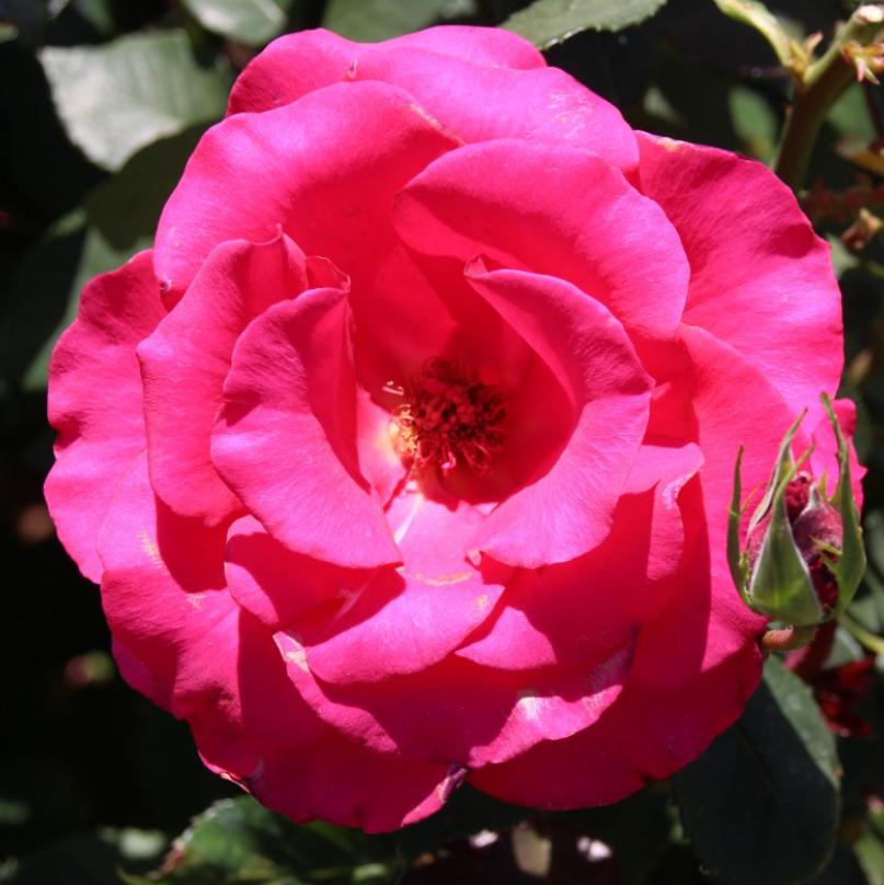 Camellia sasanqua 'Rose of Autumn' ~ Rose of Autumn Camellia