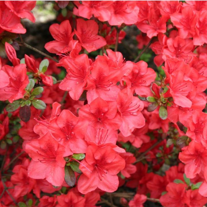 Rhododendron x ‘MNIHAR025' PP24,335 ~ Echo® Strawberry Kiss Azalea