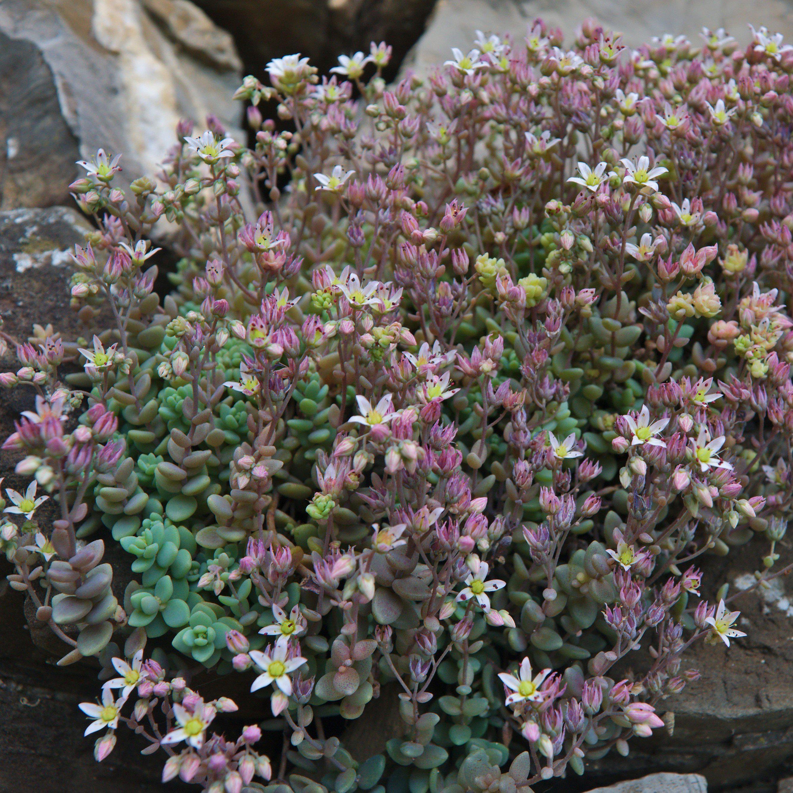 Sedum dasyphyllum ~ Corsican Stonecrop