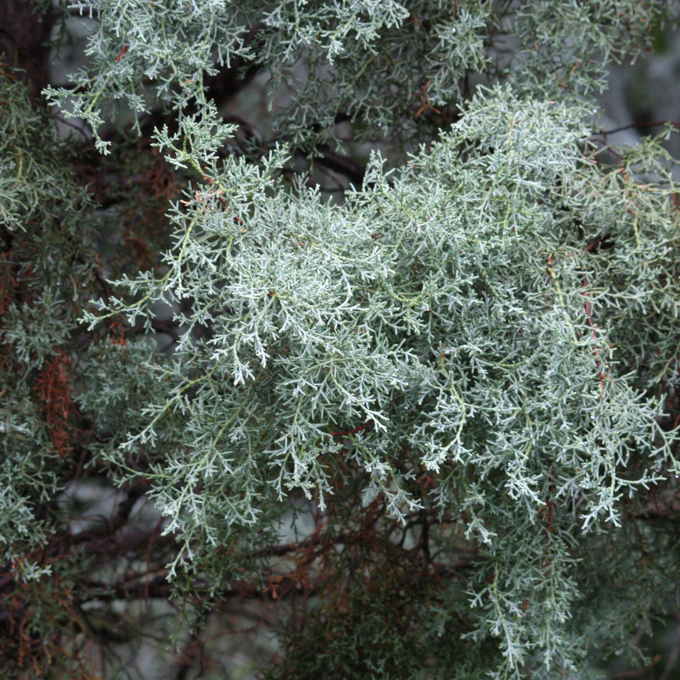 Cupressus arizonica glabra 'Blue Ice' ~ Blue Ice Arizona Cypress