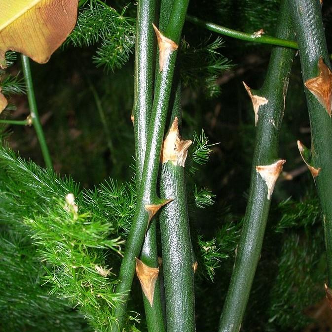 Asparagus setaceus ~ Plumosa Asparagus Fern