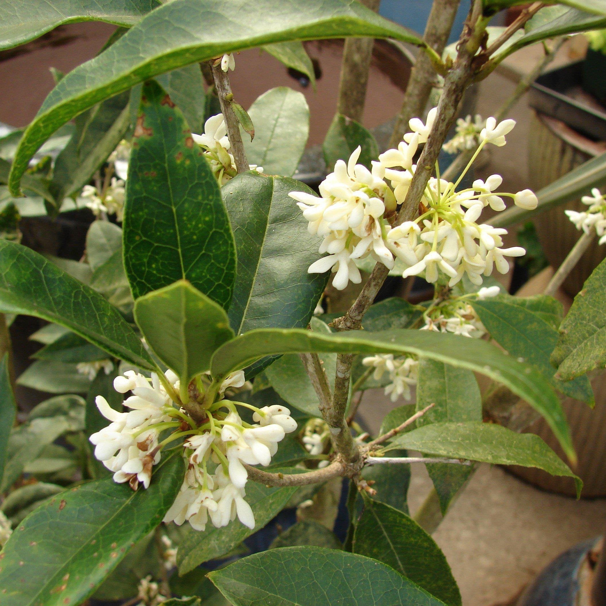 Osmanthus fragrans 'Fudingzhu' ~ Fudingzhu Tea Olive