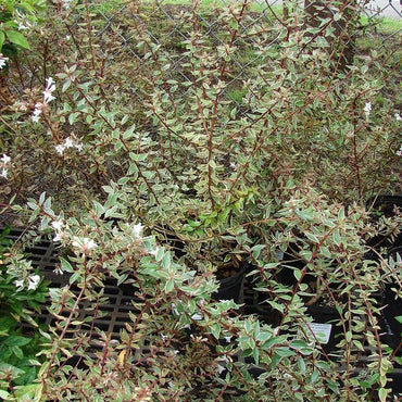 Abelia grandiflora 'Wevo02' ~ Bella Donna Abelia