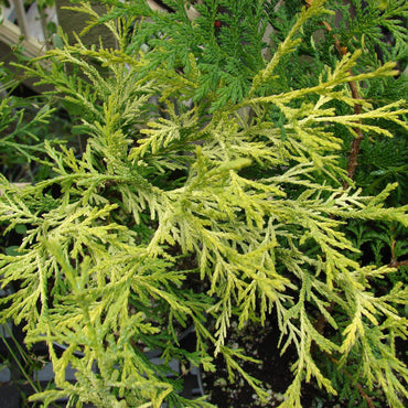 Juniperus chinensis 'Gold Lace' ~ Gold Lace Juniper